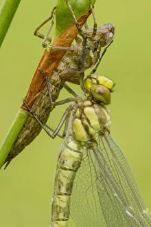 Aeshna Gallery: Southern Hawker. newly emerged - close up of