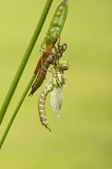 Aeshna Gallery: Southern Hawker. newly emerged with wings expanding