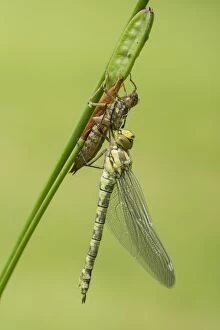 Aeshna Gallery: Southern Hawker. newly emerged with wings fully