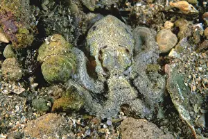 Southern Keeled Octopus -) matching body colour to the gravel/sand Edithburgh, Yorke Peninsula, South Australia TED00204