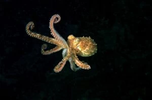 Southern Keeled Octopus - in midwater