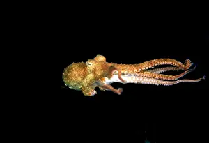 Southern Keeled Octopus - in midwater Edithburgh, Yorke Peninsula, South Australia TED00191