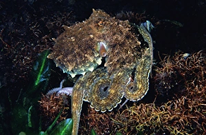 Images Dated 23rd October 2007: Southern Keeled Octopus Mount Dutton Bay, Eyre Peninsula, South Australia TED00183