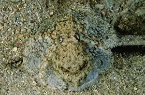 Images Dated 8th October 2007: Southern keeled octopus - Port Turton, South Australia TED00144