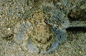 Images Dated 8th October 2007: Southern keeled octopus - Port Turton, South Australia TED00144