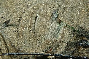 Images Dated 23rd October 2007: Southern Keeled Octopus - using its suckers to keep the sand from collapsing in on itself