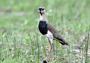 Defense Prints: Southern Lapwing