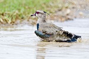 Images Dated 7th December 2008: Southern Lapwing - bathing