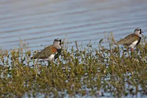 Lapwings Prints: Southern Lapwing. Magallanes Peninsula - Patagonia - Argentina