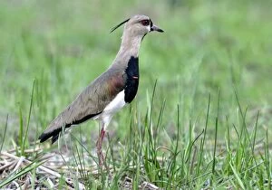 Southern LAPWING - showing red spurs which are at the bend of the wing. These are displayed to rivals as show of
