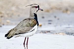 Images Dated 7th December 2008: Southern Lapwing - standing in water - Nariva Swamp - Trinidad