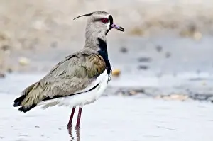 Trinidad Prints: Southern Lapwing - standing in water - Nariva Swamp - Trinidad