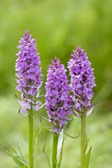Images Dated 16th June 2007: Southern Marsh Orchid in damp meadow Norfolk UK