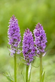 Images Dated 16th June 2007: Southern Marsh Orchid in damp meadow Norfolk UK