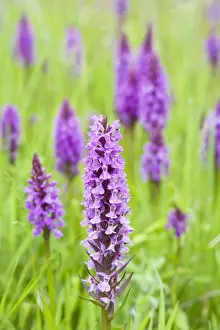 Southern Marsh Orchid in Norfolk meadow Norfolk UK