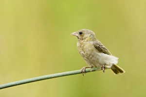 Images Dated 13th October 2007: Southern Masked Weaver - Female - Perched on Bullrush - Feathers Ruffled