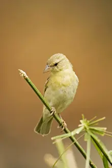 Weavers Prints: Southern Masked Weaver - Female perched on green stem- North Western Namibia- Africa