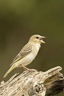 Weavers Prints: Southern Masked Weaver - Female side profile perched on dead tree singing- North Western Namibia- Africa