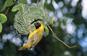 Southern Masked Weaver - at nest - Namibia Africa