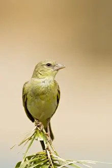 Weavers Prints: Southern Masked Weaver-Non-Breeding male portrait North Western Namibia- Africa