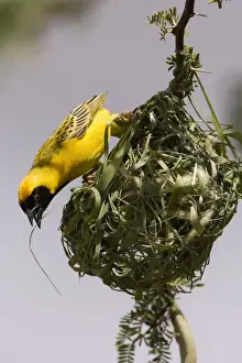 Weavers Prints: Southern Masked Weaver In the process of building a nest. Central Namibia, Africa