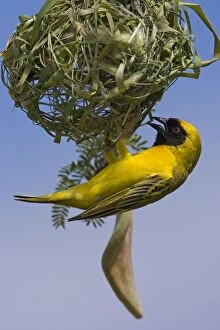 Southern Masked Weaver - in the process of building a nest