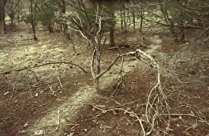 Animal Track Prints: Southern meat or Gravel ants - clearly defined trail leading from nest to food sources