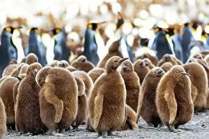 Colony Gallery: Southern Ocean, South Georgia. King penguin chicks