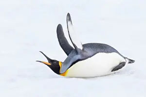 Georgia Prints: Southern Ocean, South Georgia. A king penguin flaps its flippers and vocalizes while lying down