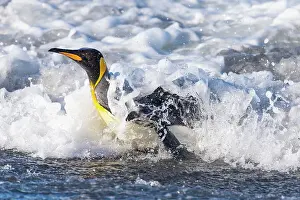 Georgia Prints: Southern Ocean, South Georgia. A king penguin surfs the waves to the shore