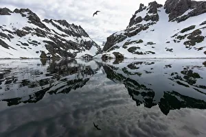 Tern Gallery: Southern Ocean, South Georgia, Larsen Harbor. This