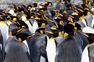 Colony Gallery: Southern Ocean, South Georgia. Picture of a group