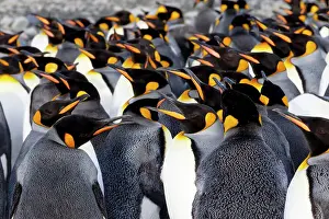 Rookery Prints: Southern Ocean, South Georgia. Picture of a group of king penguins. Date: 13-10-2012
