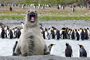 Georgia Prints: Southern Ocean, South Georgia, southern elephant seal