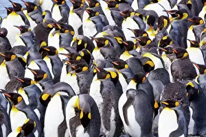 Rookery Prints: Southern Ocean, South Georgia. View of a group of molting adults. Date: 18-11-2011