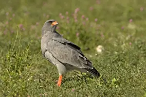 Hawks Prints: Southern Pale Chanting Goshawk - Searching for prey on the ground
