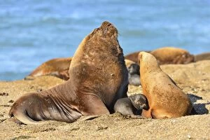 Argentinian Gallery: Southern / Patagonian / South American Sea Lion