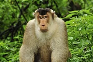 Images Dated 8th December 2008: Southern Pig-tailed Macaque - Gunung Leuser National Park - Northern Sumatra - Indonesia