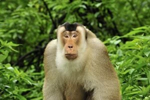 Images Dated 8th December 2008: Southern Pig-tailed Macaque - Gunung Leuser National Park - Northern Sumatra - Indonesia