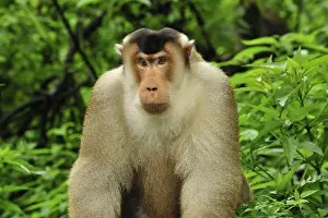 Monkeys Prints: Southern Pig-tailed Macaque - Gunung Leuser National Park - Northern Sumatra - Indonesia