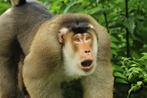 Monkey Prints: Southern Pig-tailed Macaque - Gunung Leuser National Park - Northern Sumatra - Indonesia