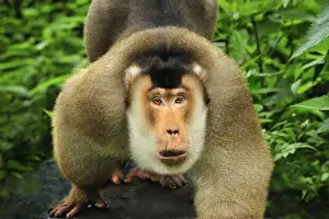Southern Pig-tailed Macaque - Gunung Leuser National Park - Northern Sumatra - Indonesia