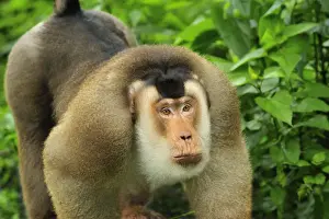 Southern Pig-tailed Macaque - Gunung Leuser National Park - Northern Sumatra - Indonesia