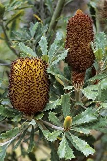 Banksia Gallery: Southern Plains Banksia flower