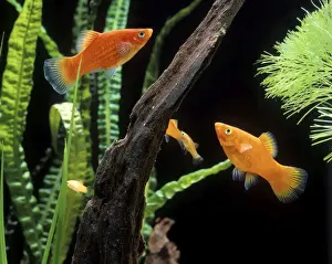Southern Platy Aquarium