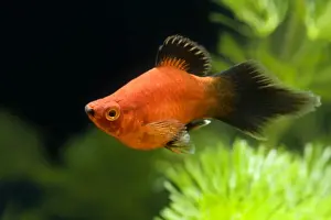 Reef Prints: Southern Platyfish / Common Platy / Moonfish / Mickey Mouse Platy