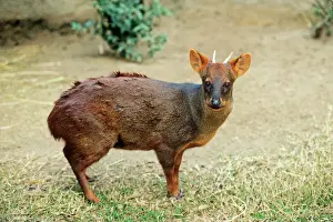 Deer Prints: Southern Pudu Deer - male South Chile & South West Argentina