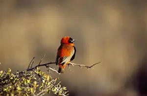 Bishop Prints: Southern Red Bishop - male Karoo National Park, South Africa