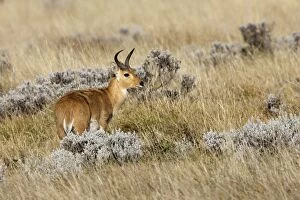 Images Dated 21st December 2004: Southern Reedbuck Bale Mountains - Ethiopia