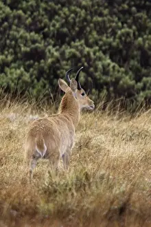 Southern Reedbuck. Bale Mountains - Ethiopia